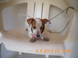 Lila (7)