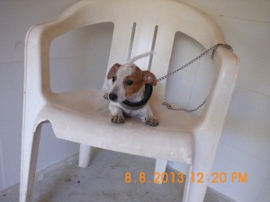 Lila (8)