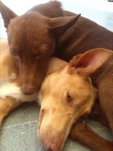 BIMBO Y MILOU