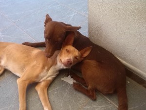 BIMBO Y MILOU II