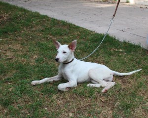 Pepito1