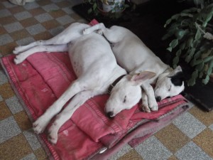Pepito2