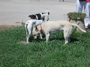 DSCN0096