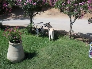 DSCN0106