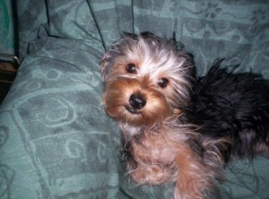 Lola