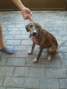Aimar-1