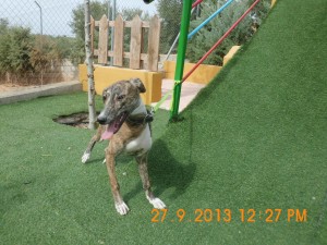 Aimar (10)