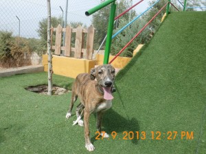 Aimar (11)