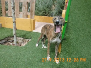 Aimar (13)