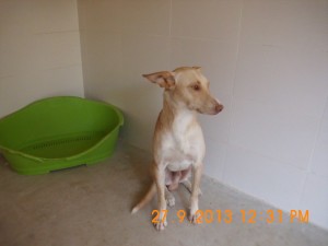 Pablo (1)