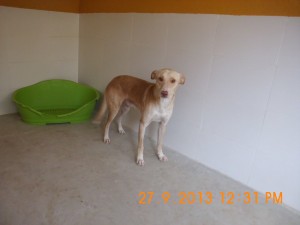 Pablo (2)