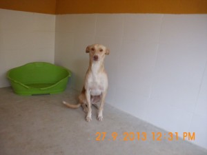 Pablo (3)