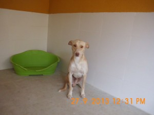 Pablo (4)
