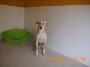 Pablo (5)