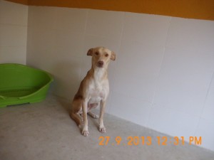 Pablo (6)