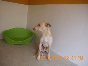 Pablo (7)