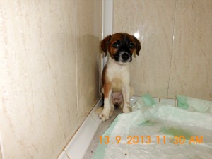 Telma (1)