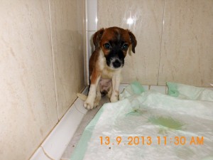 Telma (2)