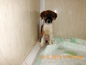 Telma (3)