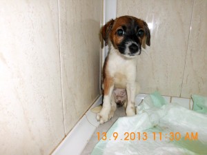 Telma (4)