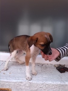 Telma recuperandose-1