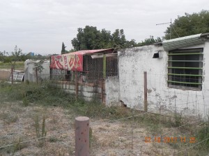 Chiens de galgueros enfermés (4)