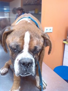 Boxer-1