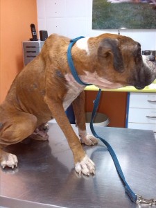 Boxer-2
