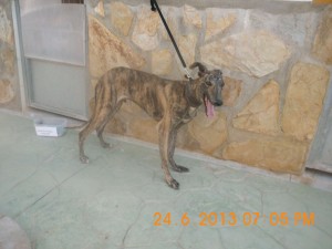 Fido-41