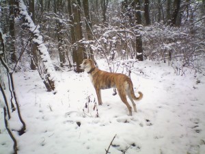 beethovenTRESOR06jpg