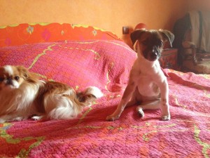 Aimela2
