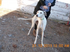 Blanca (4)