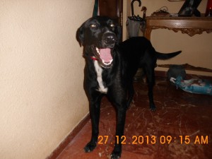 Boris (7)
