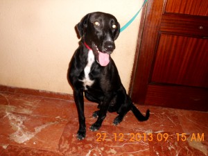 Boris (9)