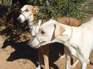 Borja Y aNUBIS-3