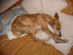 DSC06842