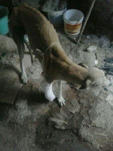 Mabell