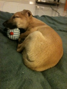 bimba (1)