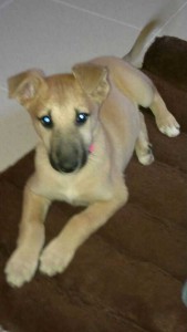 bimba