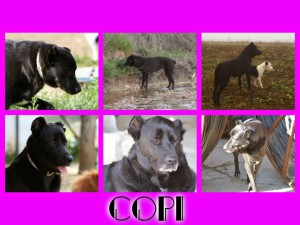 Copi