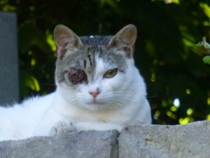 Chat blessé1