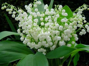 FlMuguet2010-01