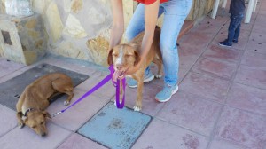 Catalina et Tomillo3