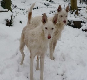 DARA et JETHRO en BELGIQUE