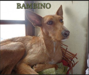 BAMBINO02