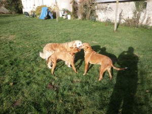 Laurel ( collier jaune ) …Tomillo ( collier rouge )…avec Azais ( golden ret. )