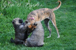 ayanta et chiots (2)