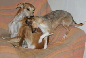 les loulous de chantal282