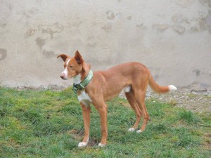 GREEN ET SON BEAU COLLIER