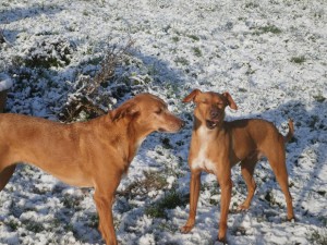 QUI EST QUI (de laurel et de tomillo)